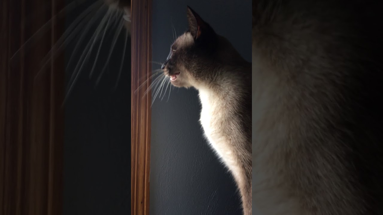 Cat making clicking noise