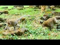 REALLY SCARE SO MUCH ! Poor mom Jane run so fast escape from big male monkey with big belly