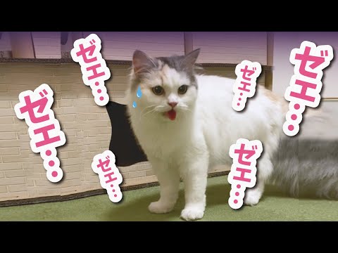 何が起こった…！？バテバテになった猫【おしゃべりする猫】