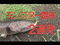 部郡 用水路の雷魚攻略!! 2日目 浮いて無いなら浮かせてみせる