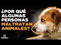 ¿POR QUÉ ALGUNAS PERSONAS MALTRATAN ANIMALES?