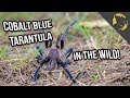 Cobalt Blue Tarantula Hunt in Nature