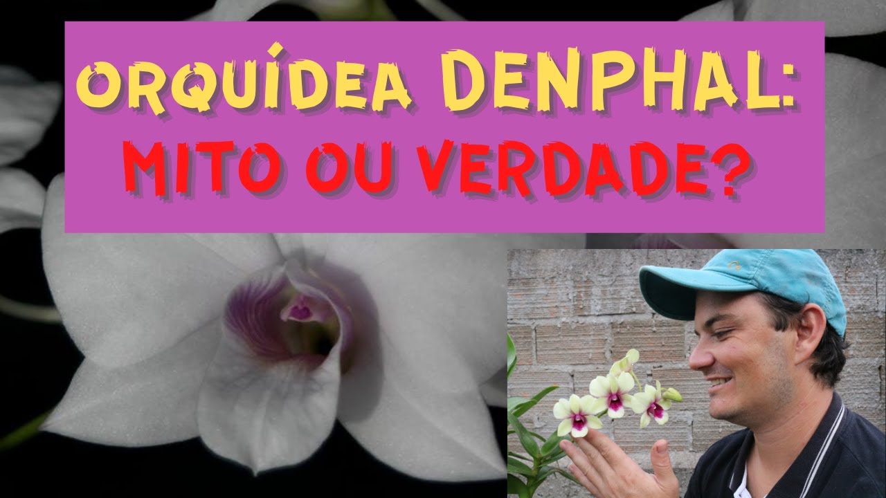 Como CULTIVAR a orquídea DENPHAL (Denfal) | Orquifanáticos - thptnganamst.edu.vn