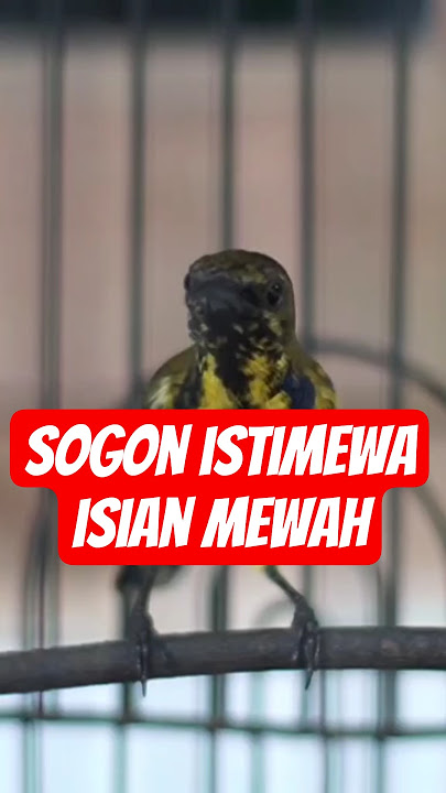 Sogon Istimewa Full Isian Mewah #sogon #sogonngobra #sogonijoangacor #sogonmania