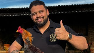 Galos Do Studio Alpha - Melhores Reprodutores Do Brasil