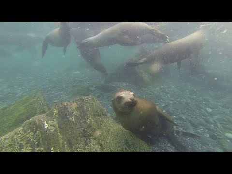You Could Swim Video