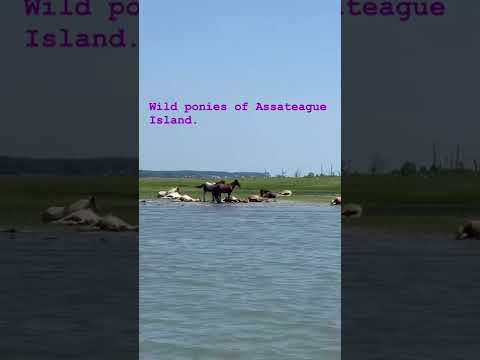 Video: Chincoteague ponid Assateague saarel