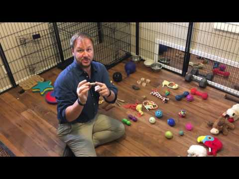 How Toys and Other Items Can Occupy Your Puppy and Boost its