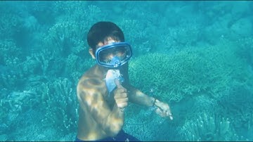 Enlarged spleen key to diving endurance of ‘sea nomads’