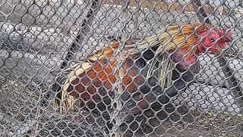 Kho qaib txia tsis xam 6/2/2020