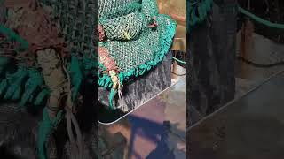 Modern Fishing: Unloading Catch with a Suction Pump