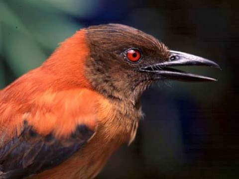 Video: What Poisonous Birds Exist