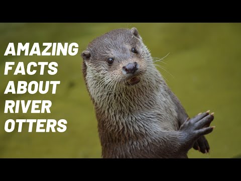 Top 20 erstaunliche Fakten über nordamerikanische Flussotter