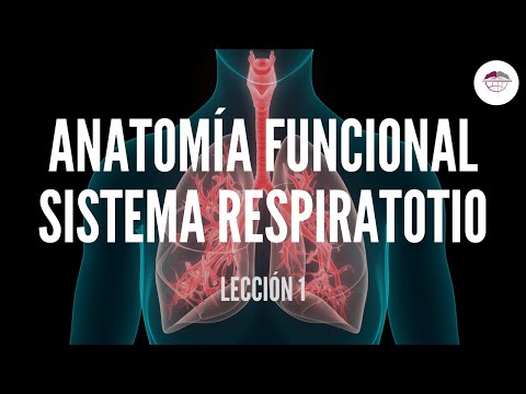 Vídeo: Anatomía, Diagrama Y Función Del Sistema Respiratorio - Línea De Salud