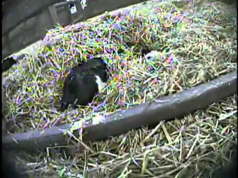 Cruelty at New York s Largest Dairy Farm