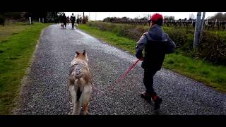 Lu0027Académie Des Chiens Éducateur Canin  المغرب VLIP.LV