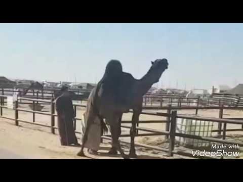 بعير مجهم كفو مجهم للبيع التفاصيل تم البيع