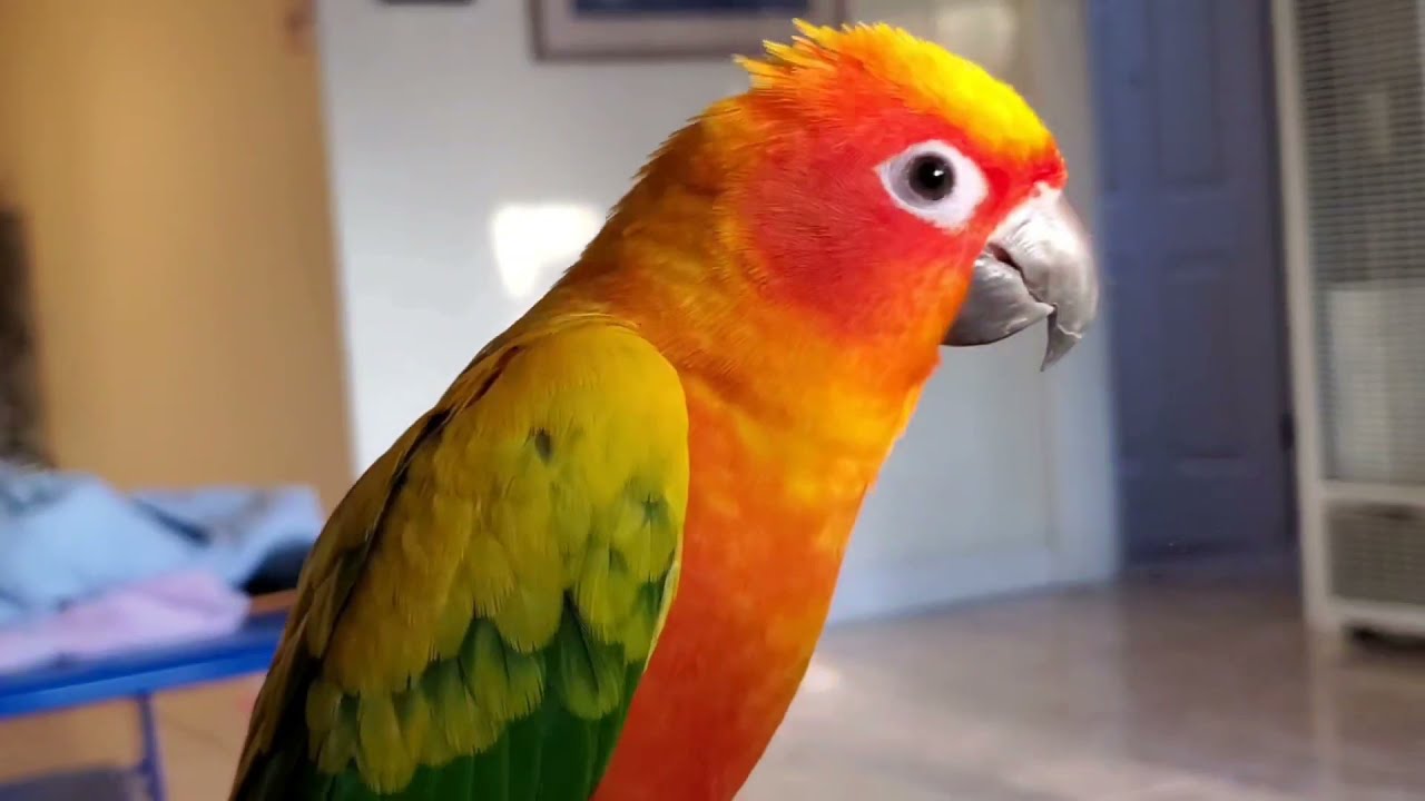 Sunny Bird is interested in hanging out. YouTube