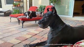 Laid Back Great Danes Love To Relax On Patio Cushions After Dinner Happy Senior Great Dane Relax On Patio Loungers