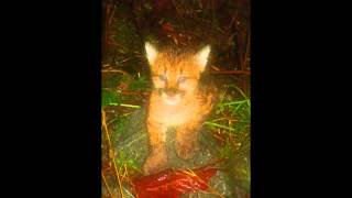 Baby Cougar Cub