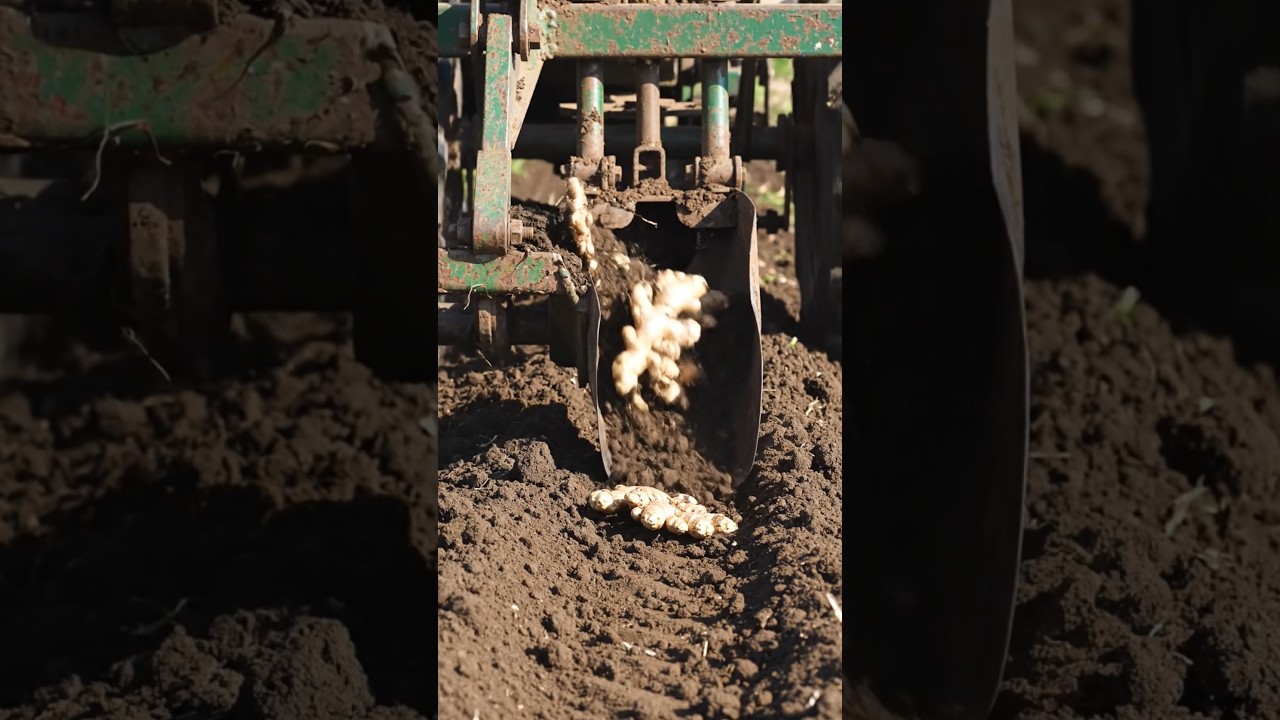 Ginger Planter Machine #ginger  #gingerfarming #farming