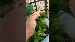 #short #reelsvideoシ #vlog #reels#food #cooking #nature #shortvideo #highlights