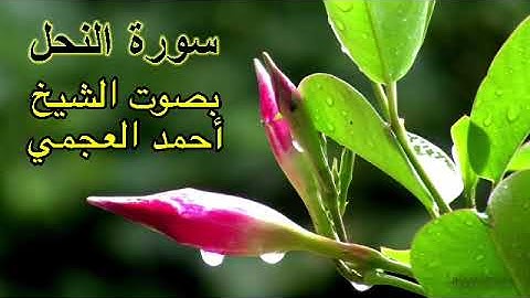 سورة النحل بدون اعلانات بصوت الشيخ احمد العجمي