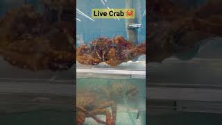 C For Crab Live Red Crab 