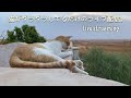 ただ猫がゴロゴロしているだけのライブ配信。