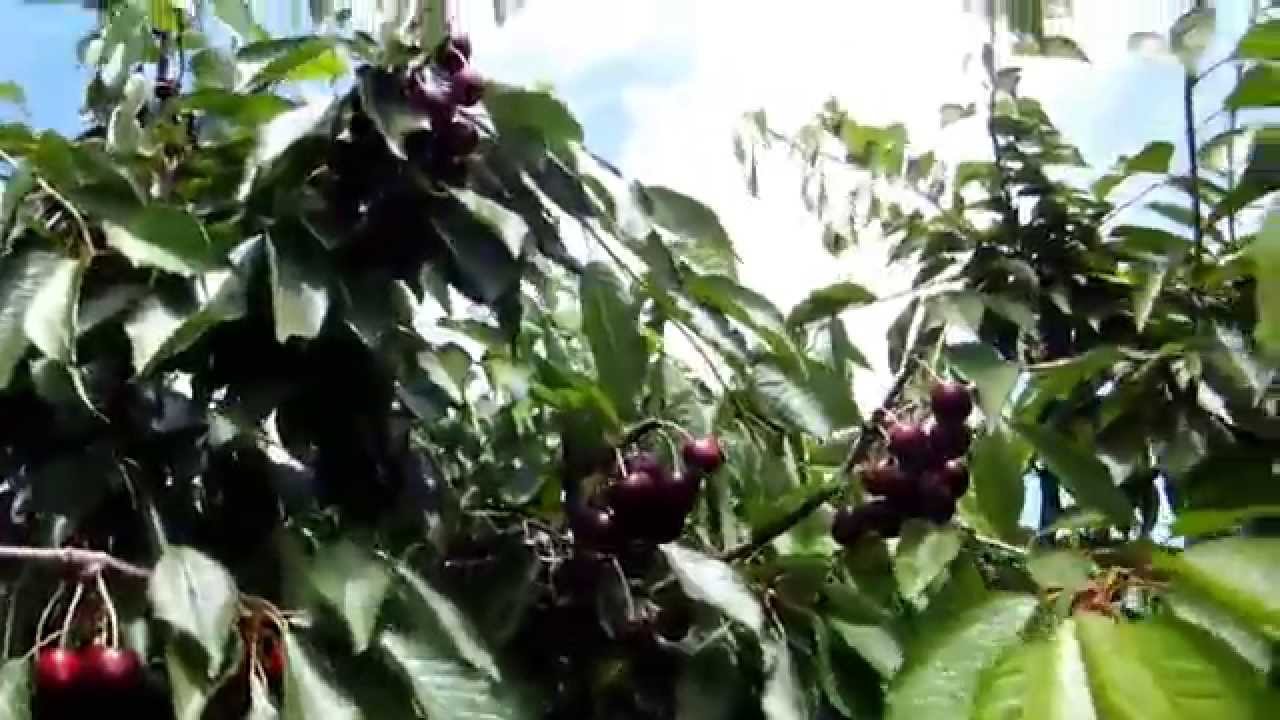 фото черешни дерево