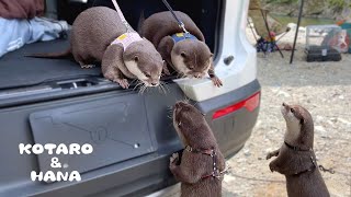 カワウソのカップル同士が出会ったら大変なことに・・！最強女子うい登場！　What Happens When Otter Couples Meet?