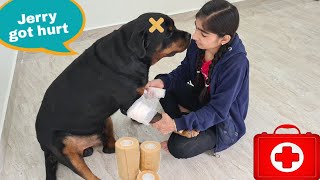 My dog get injured and anshu gave him a tretment||rottweiler dog.