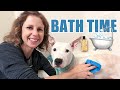 How To Give A Rescue Dog A Bath: Setting Yourself Up For Success