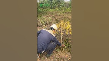 Hướng dẫn xử lý bệnh nấm sương mai