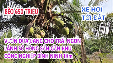 MS:25151 Bán miếng vườn dừa đang cho trái - Giá bèo 650 triệu đường xe hơi tới 🚘chổ sổ riêng.