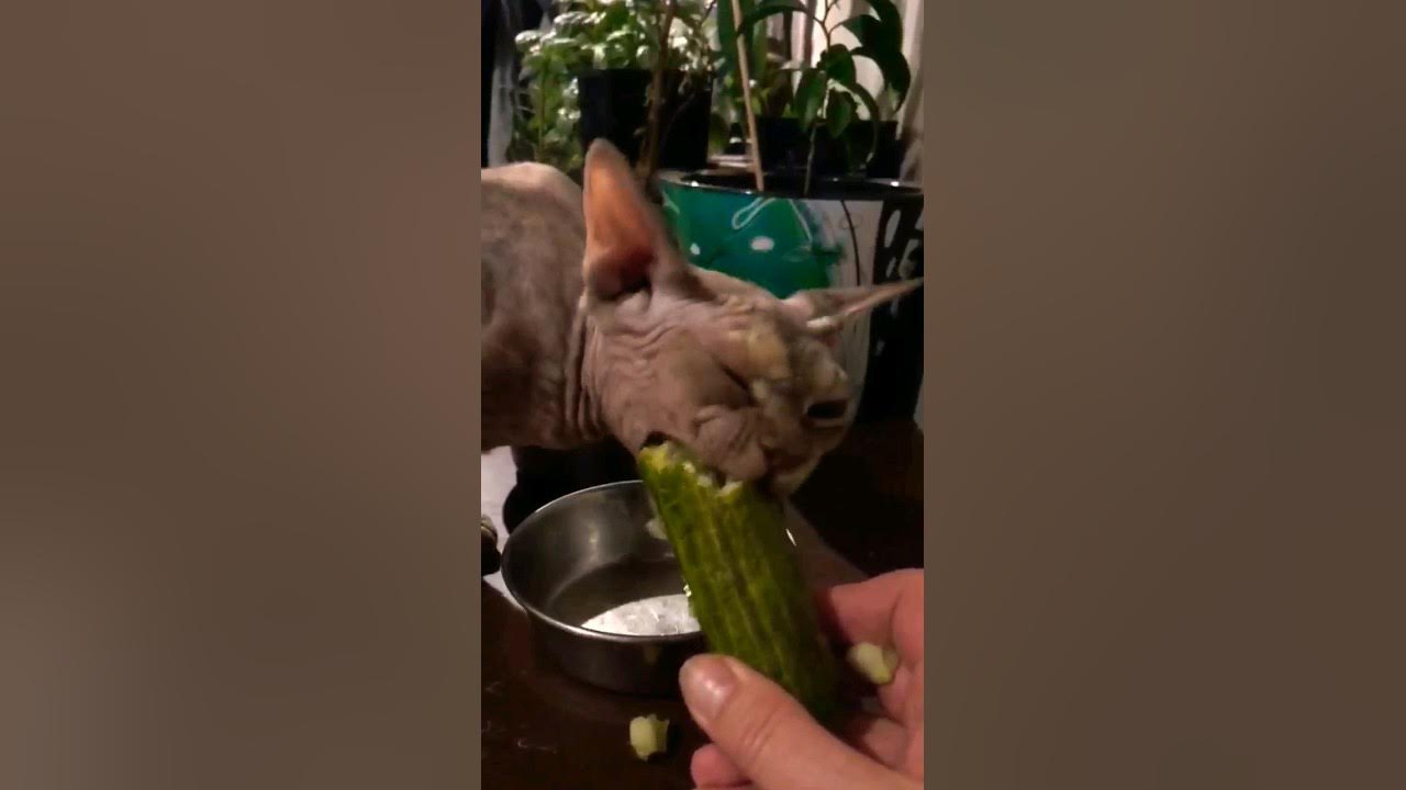 Кошки едят огурцы