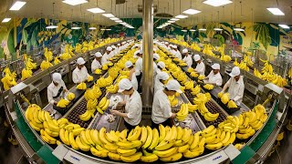 Exploring the Secrets of Banana Production: A Journey Through the Farm.