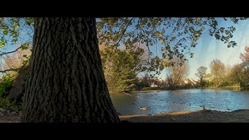 iPhone 12 Pro Max - Moment Anamorphic (Gold) - Zhiyun Smooth 5