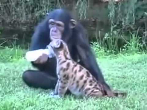 Puma Yavrusunu Biberonla Besleyen Şempanze !!