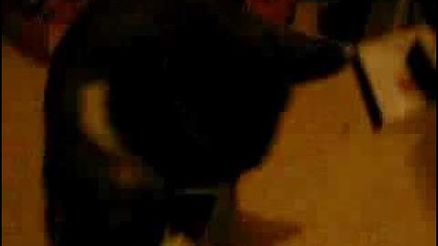 Arnie loves his Yeowww! Catnip Cigar