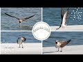 Bridled Tern - Juvenile| escape into the wild| birds
