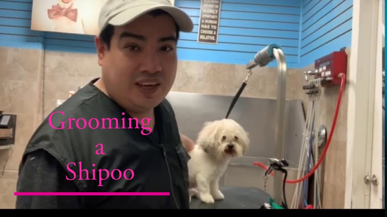 Grooming a Shipoo /Dog Grooming in Astoria Queens NY by Miguel Garcia