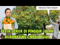 PANEN JERUK LIAR GRATIS DI PINGGIR JALAN RAYA SAMPAI DI LIHATIN BULE ,BUAHNYA MELIMPAH RUAH