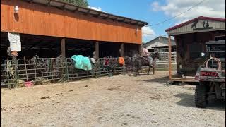 Sold 9702- standardbred mare 13 yr old 15.3h $1,000 Deadline 10/6/25 