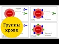 Группы крови человека (AB0) – самое простое объяснение