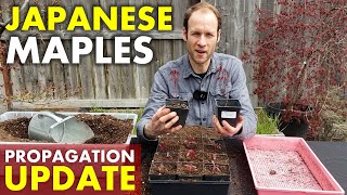 Growing Japanese Maple Trees from Seed, Cuttings & Grafting | Spring Update