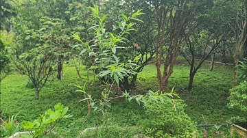 Giâm cành đào tết 2025 sau hơn 90 ngày