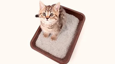 Quando devo trocar a caixa de areia do meu gato?