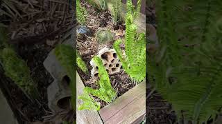 Ostrich Ferns Bob Favorite