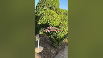 يوم الجمعة  لاتنسوا قراءة سورة الكهف